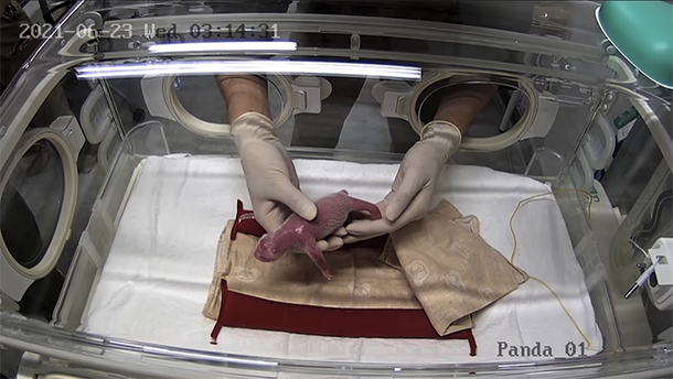 パンダのシンシンが双子出産　上野動物園が出産動画公開
 
